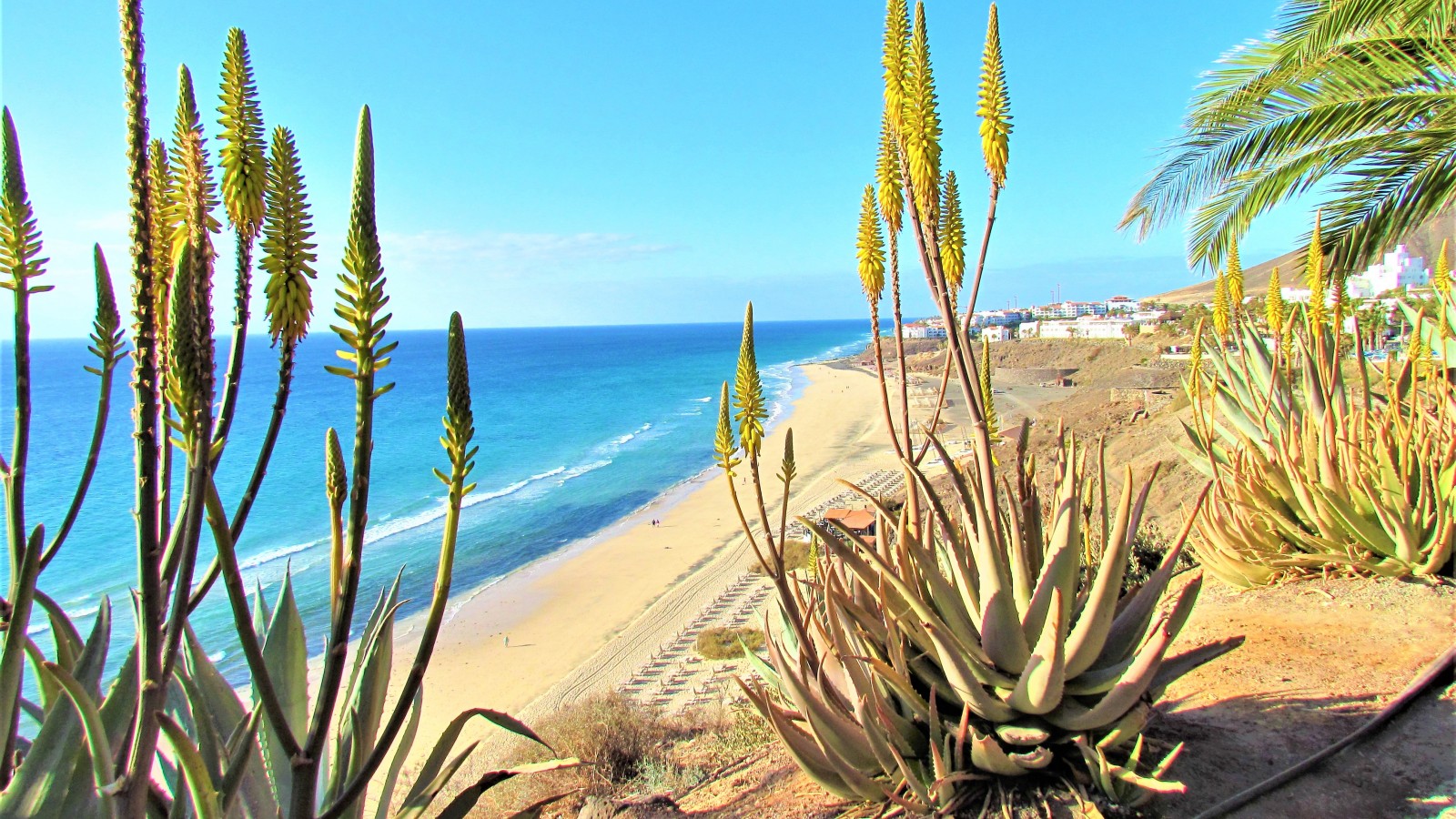 Fuerteventura is famous for its pristine coastline and arid landscapes
