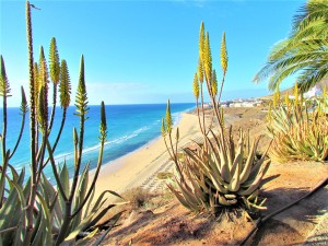 Fuerteventura is famous for its pristine coastline and arid landscapes